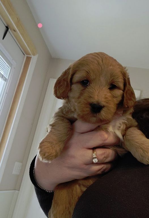 Labradoodle Puppies. Mini And Medium Australian Labradoodle Puppies By 