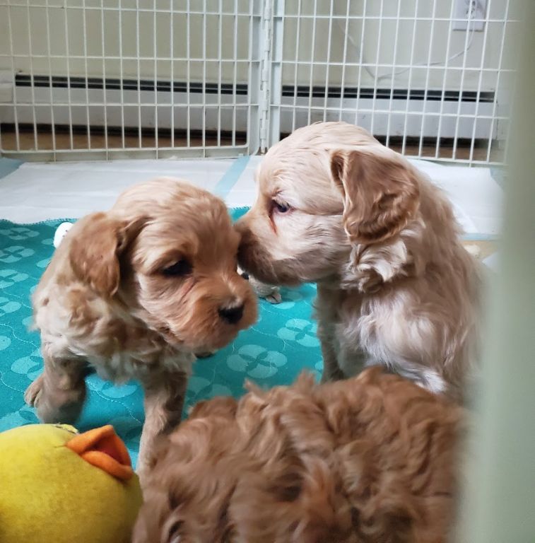 Labradoodle Puppies. Mini And Medium Australian Labradoodle Puppies By 