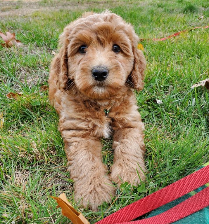 Labradoodle Puppies. Mini and Medium Australian Labradoodle Puppies by ...