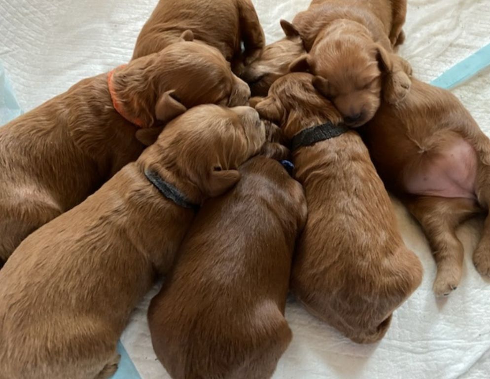 Labradoodle Puppies. Mini and Medium Australian Labradoodle Puppies by ...