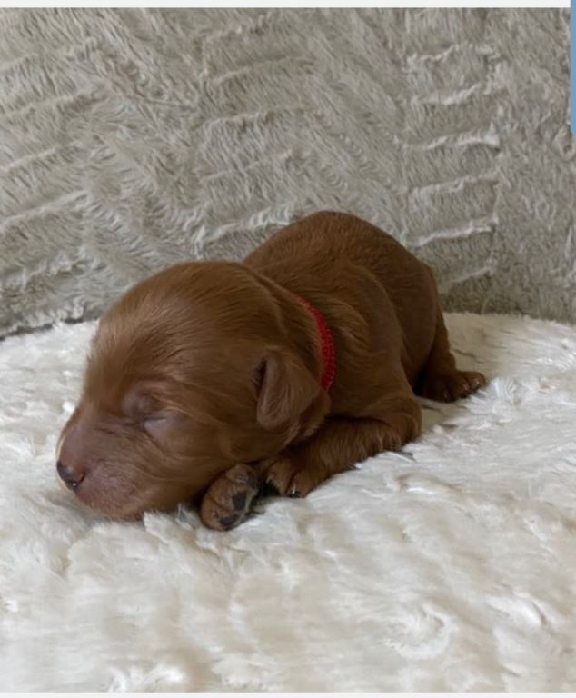 Labradoodle Puppies. Mini and Medium Australian Labradoodle Puppies by ...