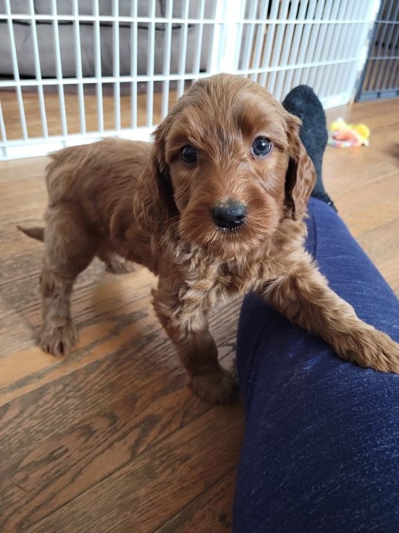 Labradoodle Puppies. Mini and Medium Australian Labradoodle Puppies by ...