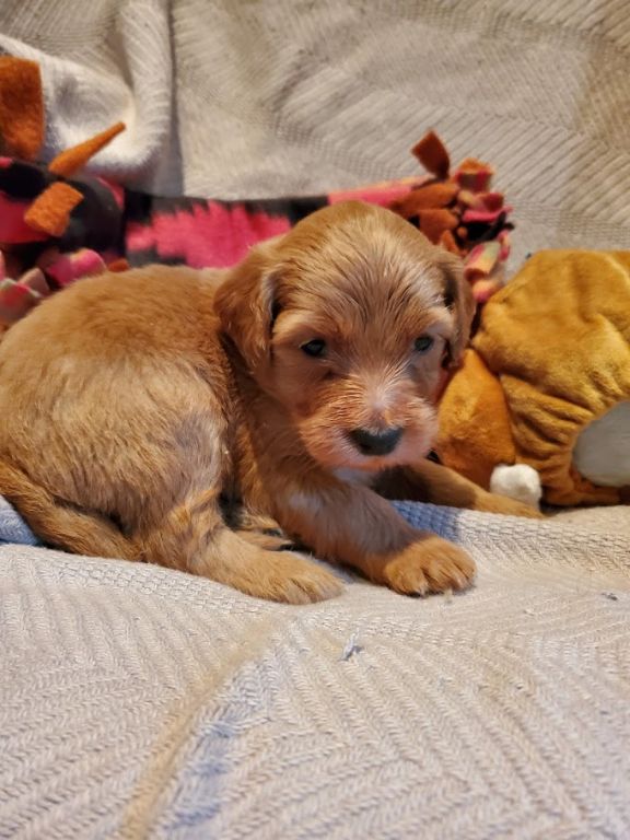 Labradoodle Puppies. Mini and Medium Australian Labradoodle Puppies by ...