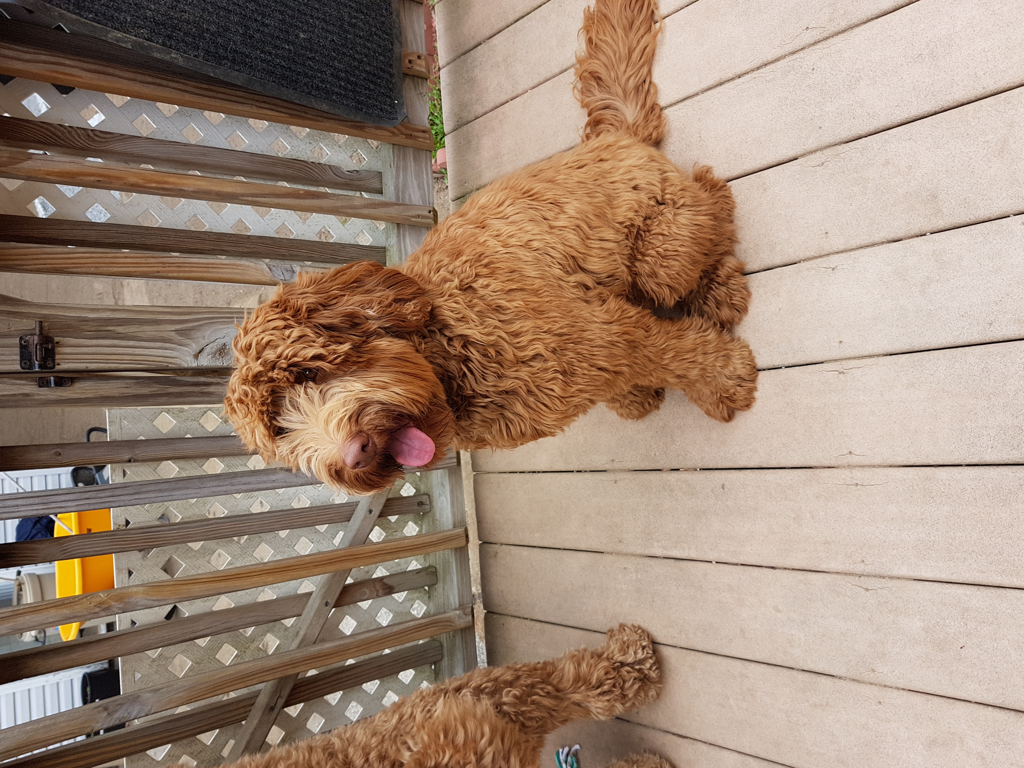 Labradoodle Puppies. Mini and Medium Australian Labradoodle Puppies by ...