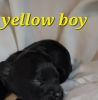 yellow boy